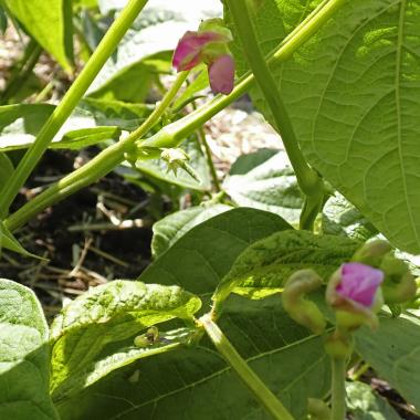 Billede af plante