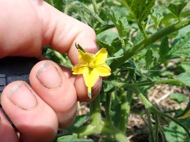 Billede af blomst