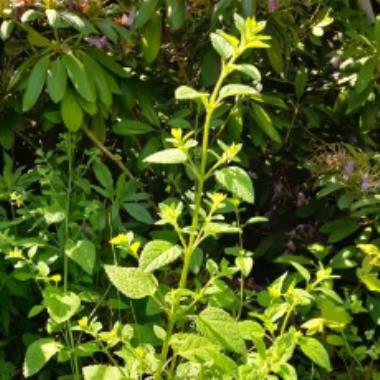Billede af plante