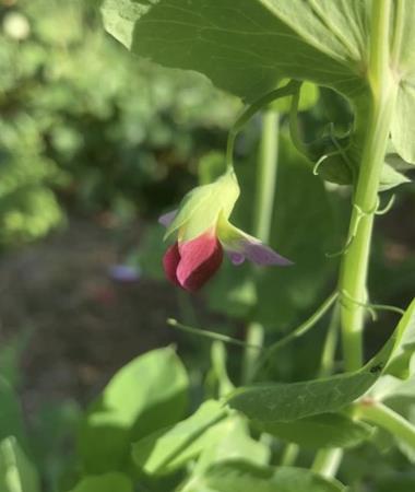 Billede af blomst