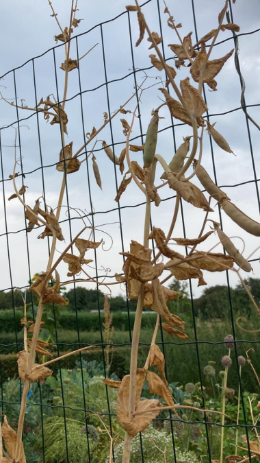 Billede af plante