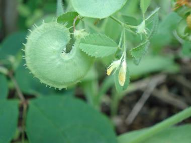 Billede af blomst