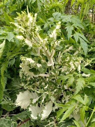 Billede af plante