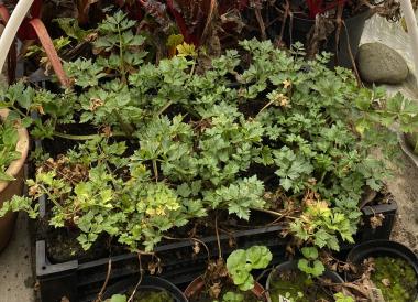 Billede af plante