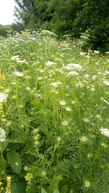 Billede af blomst
