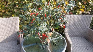 Billede af plante