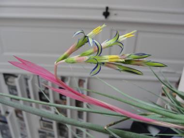 Billede af blomst