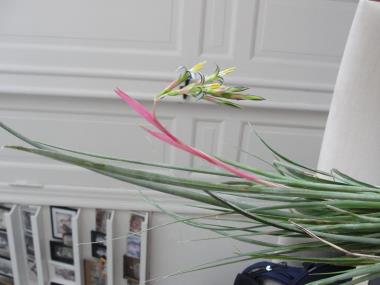 Billede af plante
