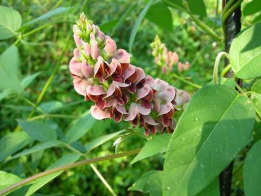 Billede af blomst