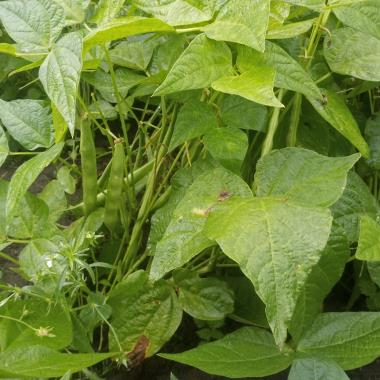 Billede af plante