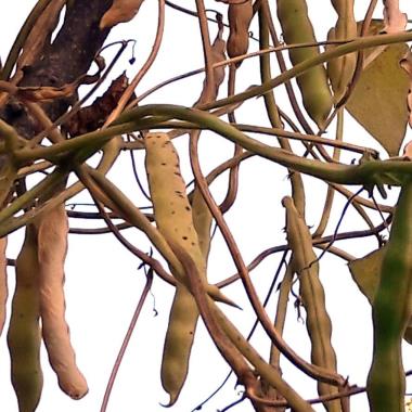 Billede af plante