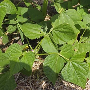 Billede af plante