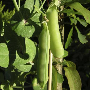 Billede af plante