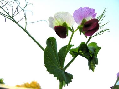 Billede af blomst