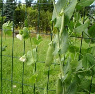 Billede af plante