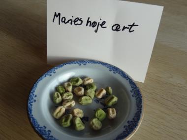 Billede af frø