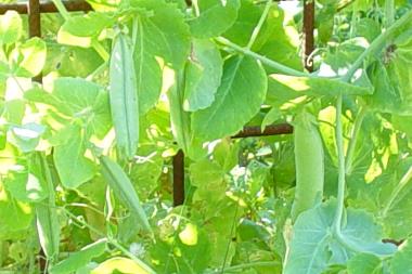 Billede af plante