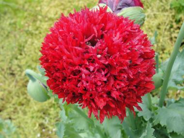 Billede af blomst