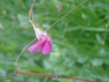 Billede af blomst