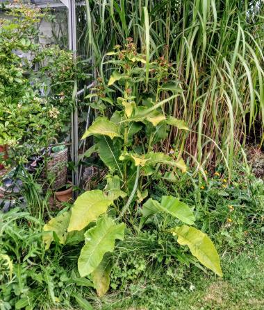 Billede af plante