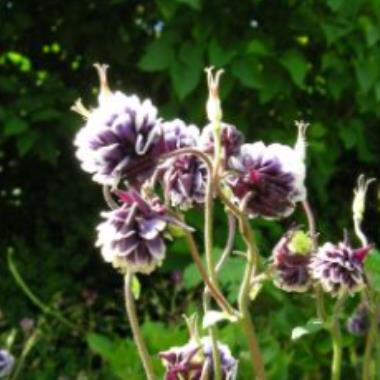 Billede af blomst