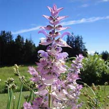 Billede af blomst