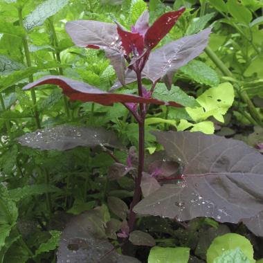 Billede af plante