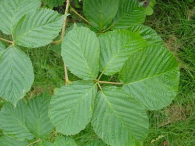 Billede af plante