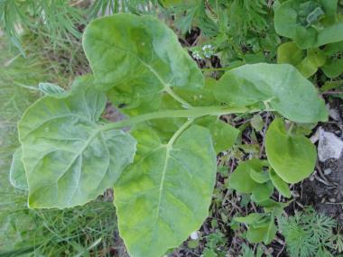 Billede af plante