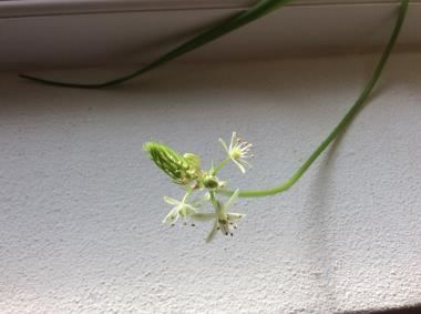 Billede af blomst