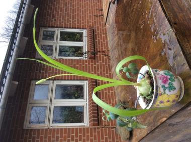 Billede af plante