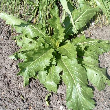 Billede af plante