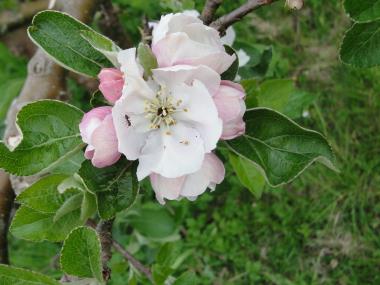 Billede af blomst