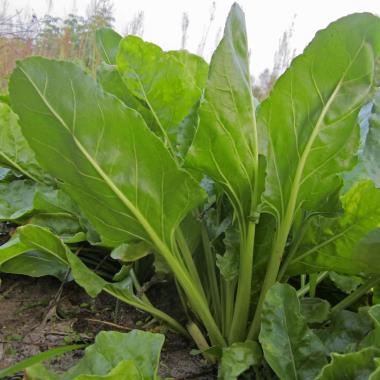Billede af plante