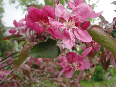 Billede af blomst