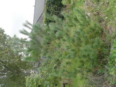 Billede af plante