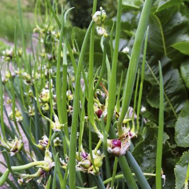 Billede af plante