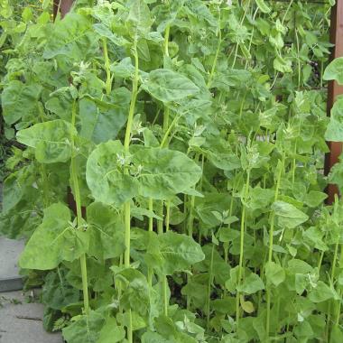Billede af plante