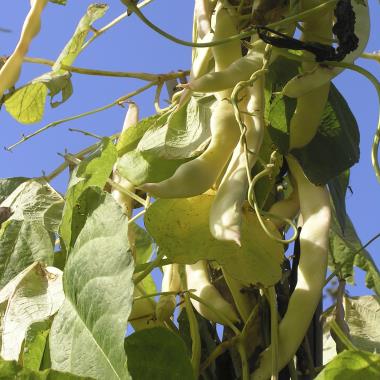 Billede af plante