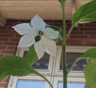 Billede af blomst
