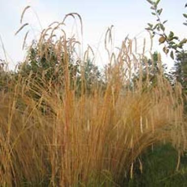 Nærbillede