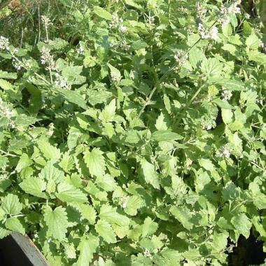 Billede af plante