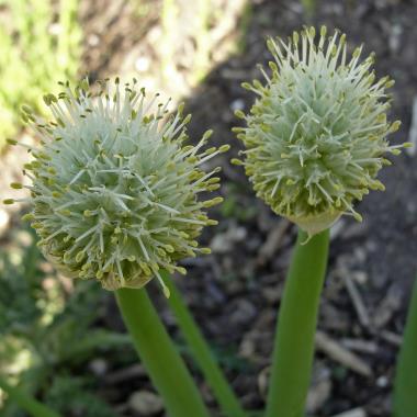 Billede af blomst