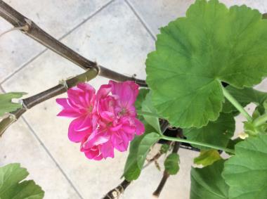 Billede af blomst