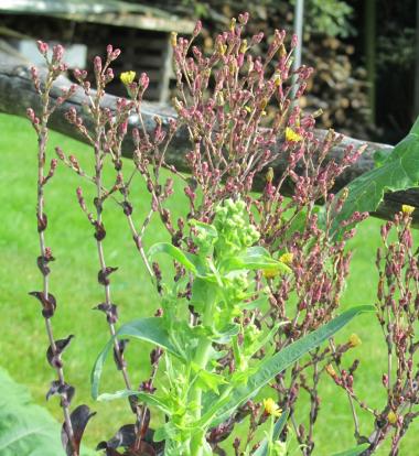 Billede af blomst