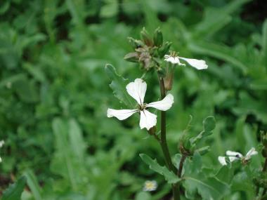 Billede af blomst