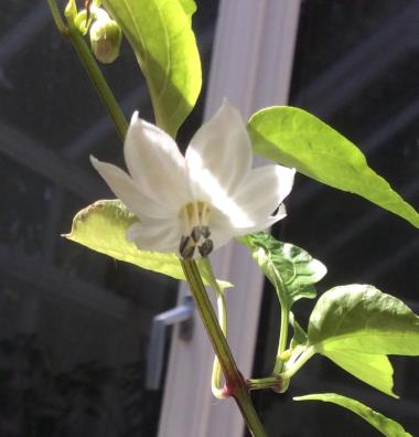 Billede af blomst