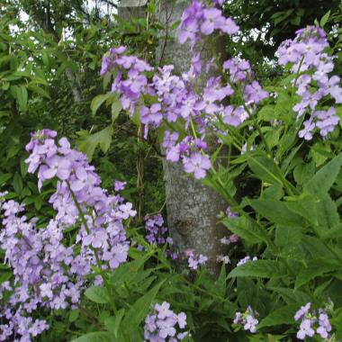Billede af blomst