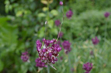 Billede af blomst
