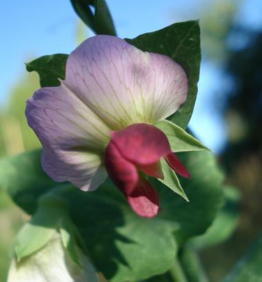Billede af blomst